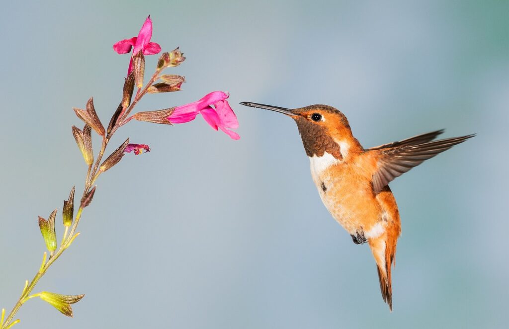 Hummingbird drink from a pink flower