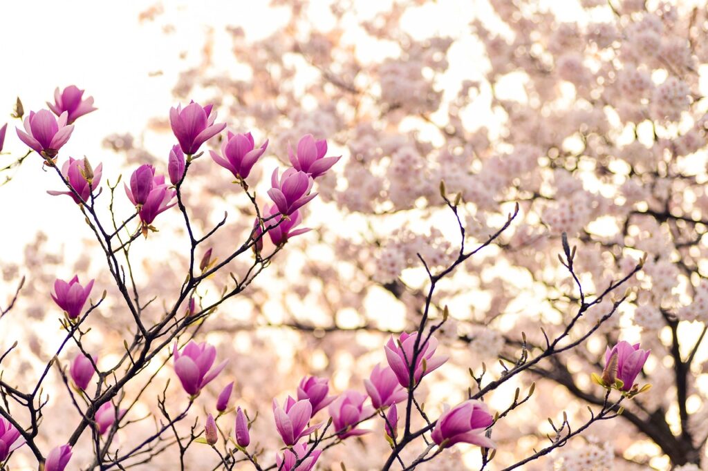 Tulip magnolia tree  blooming with pink flowers.