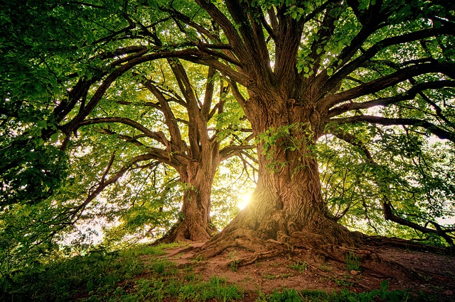 large green tree with long, lush branches fanning up and outward.